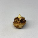 (山野草)テンナンショウ(天南星)シマテンナンショウ(島天南星)Mサイズ 1球入り 3号(1ポット)
