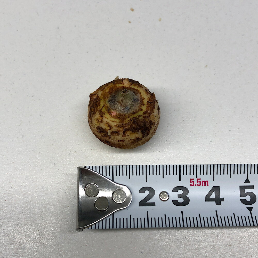 （山野草）テンナンショウ（天南星）野方産マイヅルテンナンショウ（舞鶴天南星）Mサイズ　1球入り　3号（1ポット）（休眠状態）