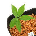 (山野草)テンナンショウ(天南星)ツクシマムシグサ(筑紫蝮草)Sサイズ 3球入り 3号(1ポット)