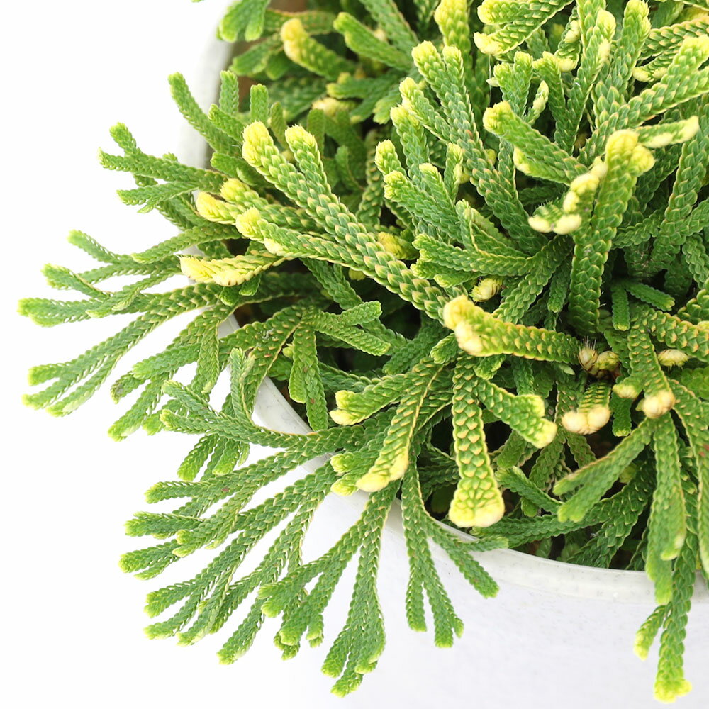 （山野草）シダ（羊歯）品種系イワヒバ　九重錦（ココノエニシキ）2．5〜3号（1ポット）古典園芸