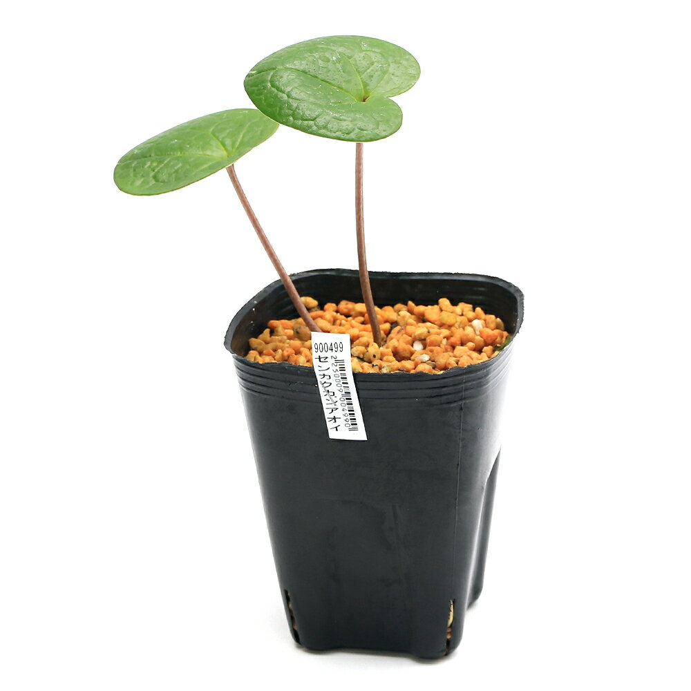 �ʻ�����˥��󥢥����ʴ����˥��󥫥����󥢥�����3���1�ݥåȡ�