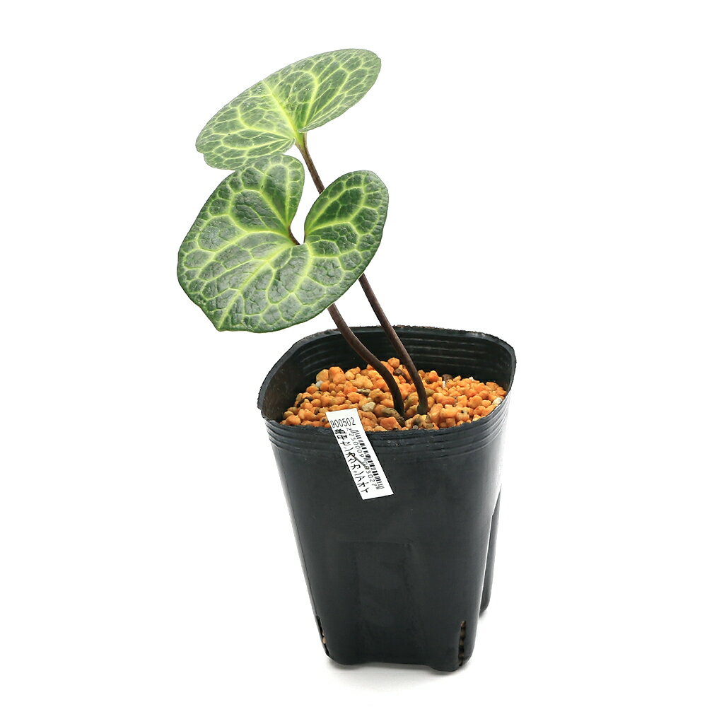 �ʻ�����˥��󥢥����ʴ����˵����ա����󥫥����󥢥�����3���1�ݥåȡ˸�ŵ���