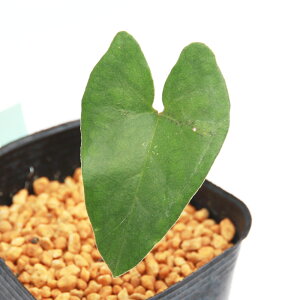 (山野草)カンアオイ(寒葵)トイミサキカンアオイ(都井岬寒葵) 3号(1ポット) 古典園芸