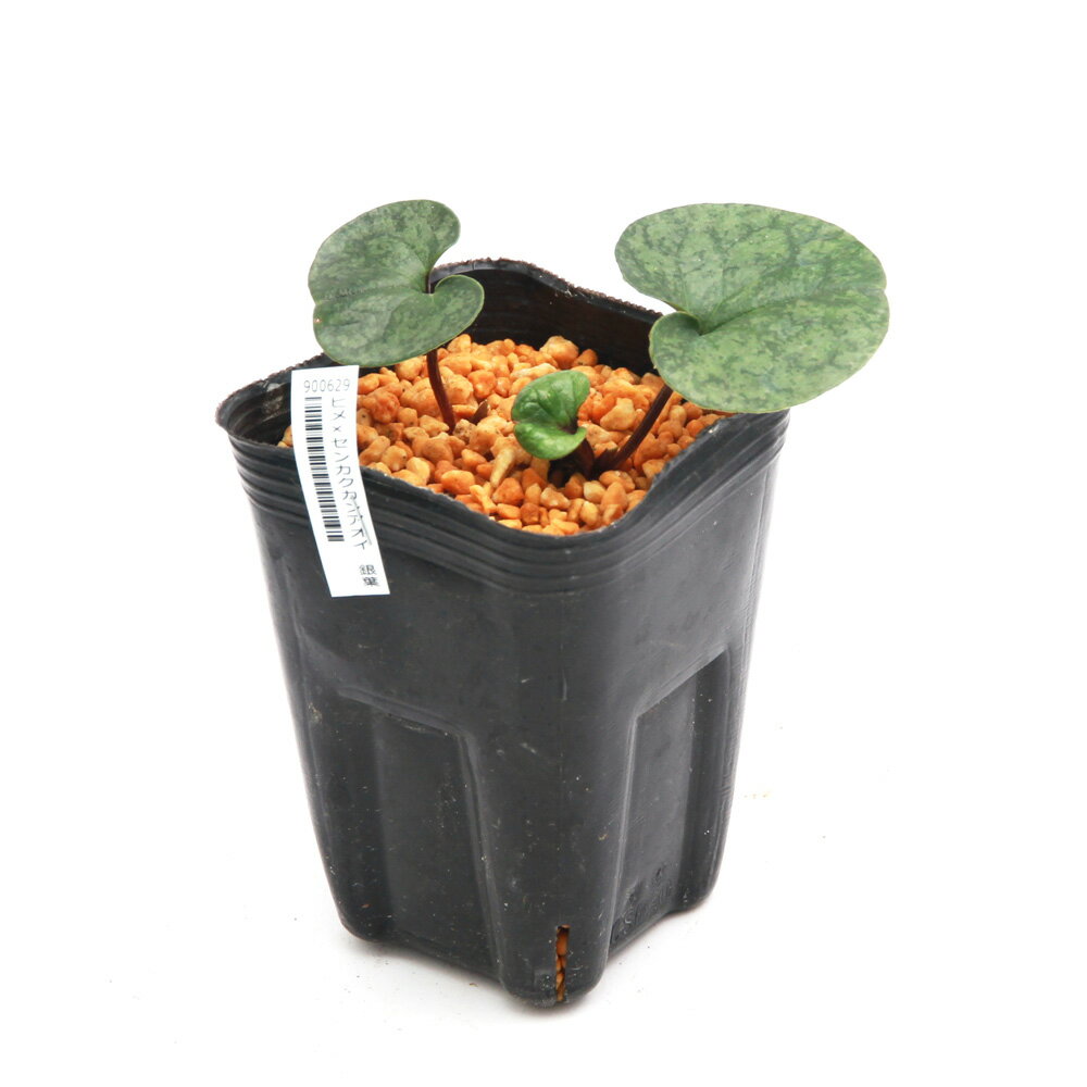 �ʻ�����˥��󥢥����ʴ������ʼ�Ϻٿɡ��ҥ�ߥ��󥫥����󥢥��������ա�3���1�ݥåȡ�