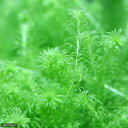 (水草)パンタナルドワーフマヤカ(水中葉)(無農薬)(10本)