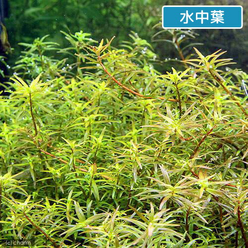 �ʿ���˥�����sp������ʥߥ��ʿ���աˡ�̵�����ˡ�20�ܡ�