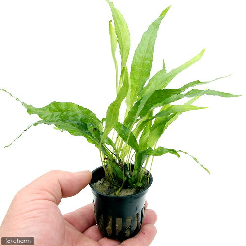 �ʿ���˥ߥ������ꥦ�ࡡ�ץƥ��ץ��ʥȥ��ԥ��ݥåȡˡ�̵�����ˡ�3�ݥå�ʬ��