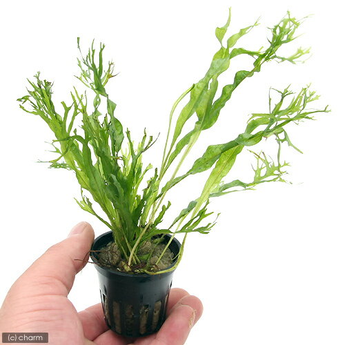 �ʿ���˥ߥ������ꥦ�ࡡ������ǥ����աʥȥ��ԥ��ݥåȡˡ�̵�����ˡ�3�ݥå�ʬ��