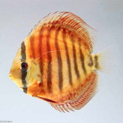 （熱帯魚）スーパーフレームオブフォレスト・ディスカス（Mサイズ）（ペナンブリード）（1匹）　北海道..