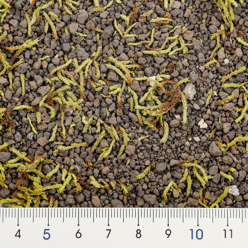 ��ñ�ޤ����������ʥ���������������