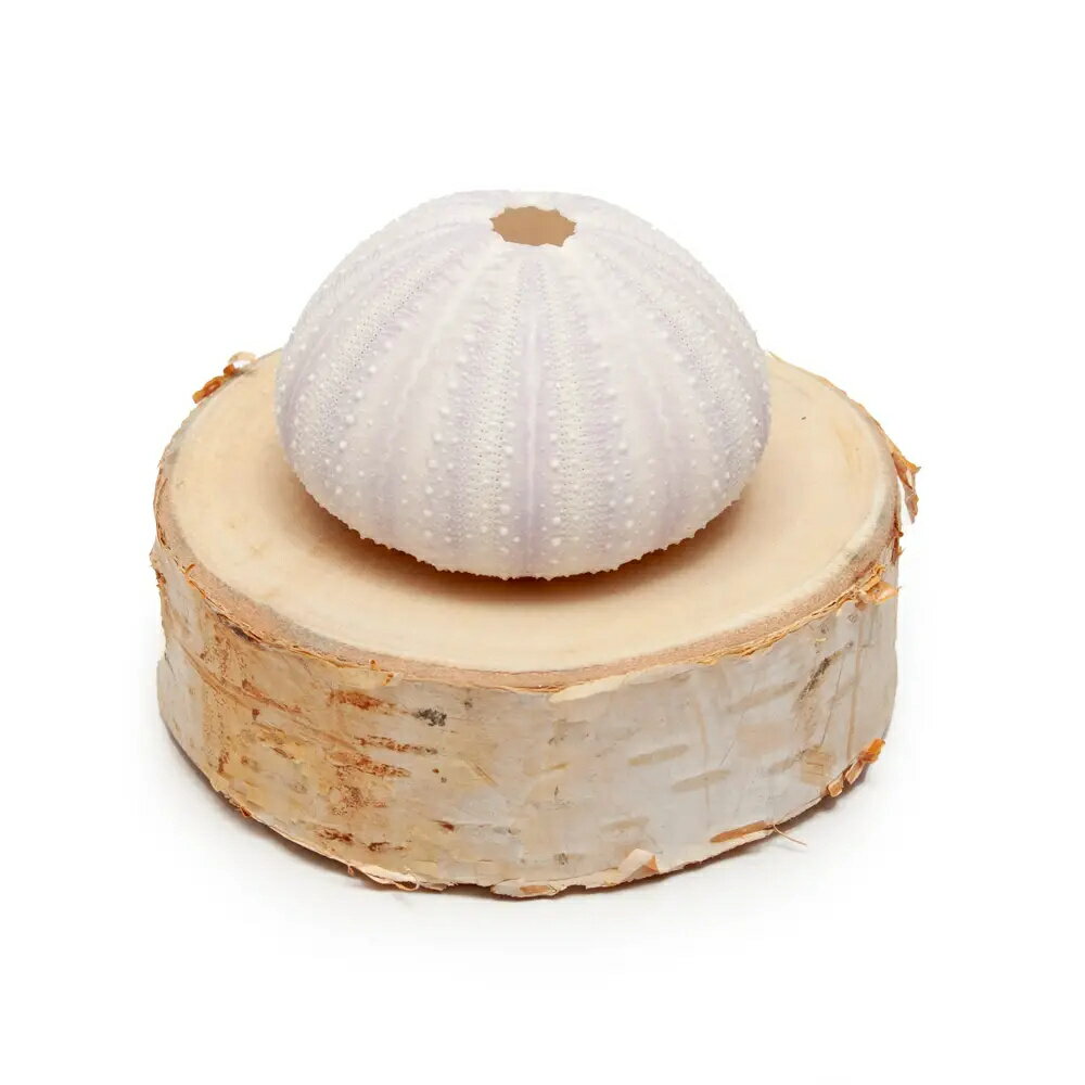 ���पǤ������ʪ�Ǻ�륦�˥��ס��ܡ����˥��פ���¡�����������