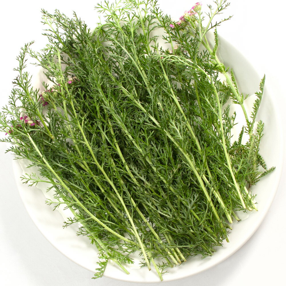 （観葉植物）国産　とれたて生ハーブ　ヤロウ　30g　うさぎ　小動物　陸ガメ