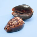 貝殻 シェルコレクション ハチジョウダカラ 1個 タカラガイ 関東当日便