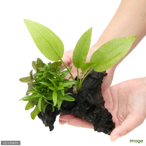 �ʿ����ή�ڡ������ܥ󥵥���Ver��ͭ����������Υɥ륹��S�������ʿ���աˡ�̵�����ˡ�1�ܡˡ���15cm��