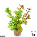 (水草)ライフマルチ(茶)おまかせ紅葉ミックス(無農薬)(水上葉)(1個)