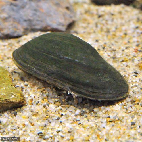 �ʥ��ӡ����˥�������1ɤ��