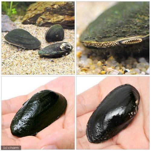 �ʥ��ӡ����˥�������2ɤ��