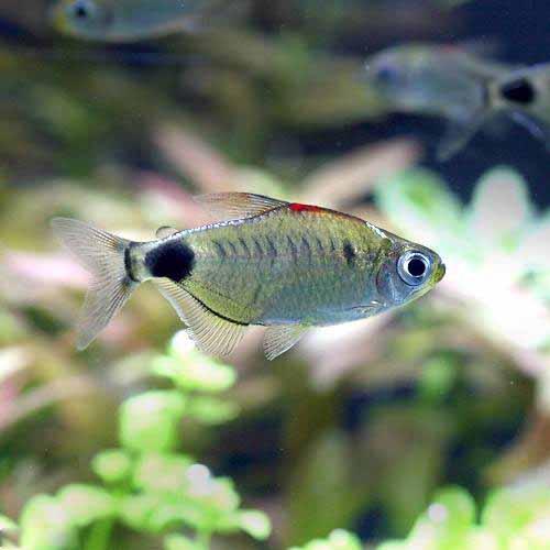 Neon Tetra - （熱帯魚）アフリカンムーン・テトラ（1匹）　北海道・九州航空便要保温