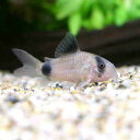 (熱帯魚)コリドラス・パンダ(ワイルド)(1匹) 北海道航空便要保温