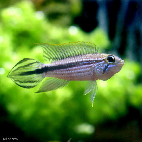 （熱帯魚）アピストグラマ・アガシジィ　テフェ（ワイルド）（1ペア）　北海道・九州航空便要保温