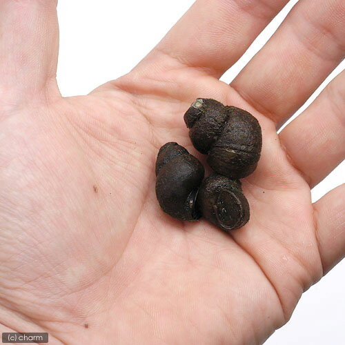 （エビ・貝）死着保証なし　生餌　ヒメタニシ（1kg）　活餌