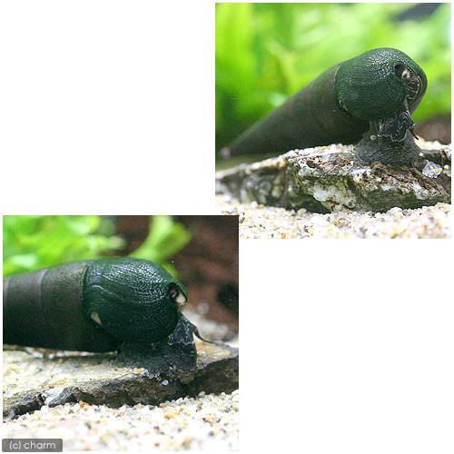 �ʥ��ӡ����˥֥�å��ǥӥ륹�ѥ��������͡����1ɤ�ˡ��̳�ƻ���彣�Ҷ������ݲ�