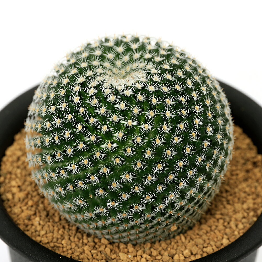 （多肉植物）サボテン マミラリア ペルベラ 大福丸 3号（1鉢）