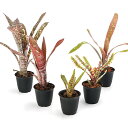 (観葉植物)品種おまかせタンクブロメリア 子株(1株)