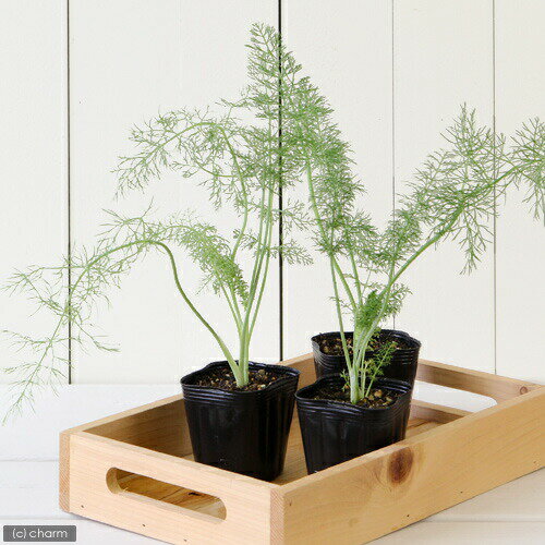 （観葉植物）ハーブ苗　フェンネル　スイート　3号（1ポット）　家庭菜園