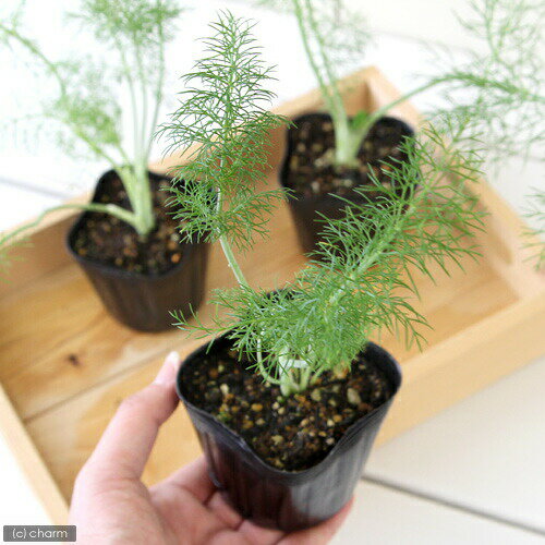 （観葉植物）ハーブ苗　フェンネル　スイート　3号（1ポット）　家庭菜園