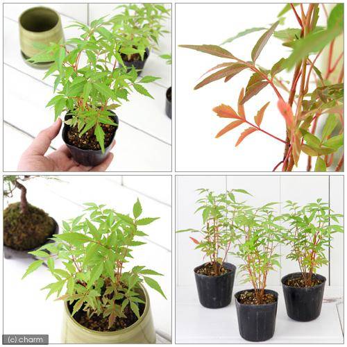 �ʻ�������ߺϡ��ϥ��Υ���ȧ���ڡˡ��ġ�3���5�ݥåȥ��åȡˡʵ�̲���֡�