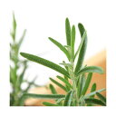(観葉植物)ハーブ苗 ローズマリー アープ 立性 3号(1ポット) 家庭菜園