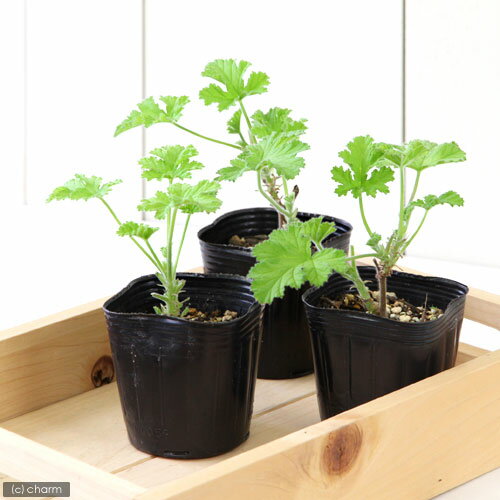 （観葉植物）ハーブ苗　ゼラニウム　アッタルローズ　3号（1ポット）　家庭菜園