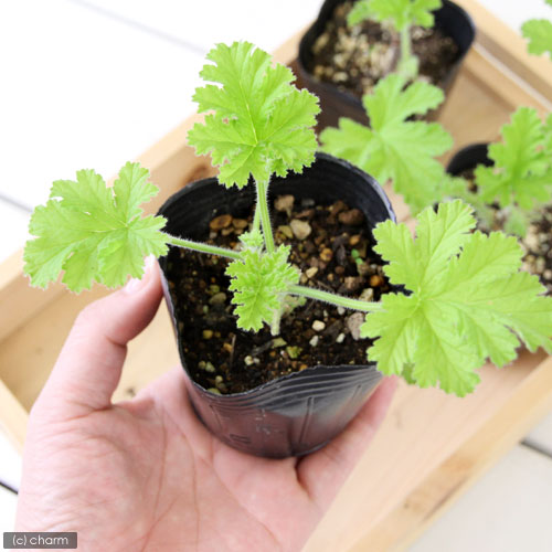 （観葉植物）ハーブ苗　ゼラニウム　アッタルローズ　3号（1ポット）　家庭菜園