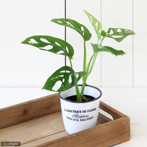 （観葉植物）ハイドロ苗9φ・Lサイズ マドカズラ（1ポット）