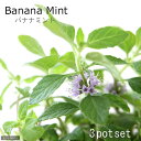 (観葉植物)ハーブ苗 ミント バナナミント 3号(3ポット) 家庭菜園