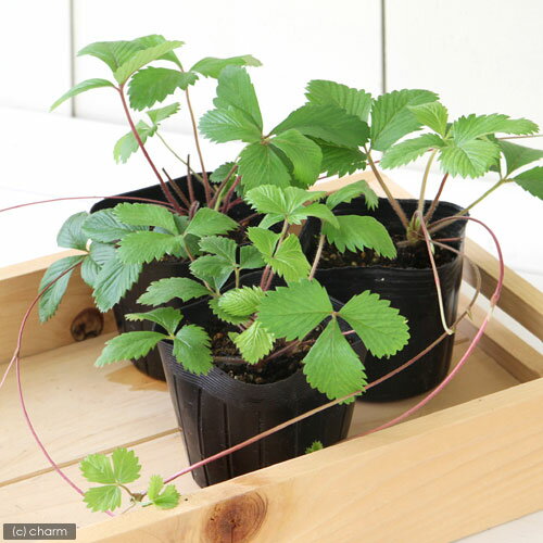 （観葉植物）ハーブ苗　ワイルドストロベリー　3号（3ポット）　家庭菜園