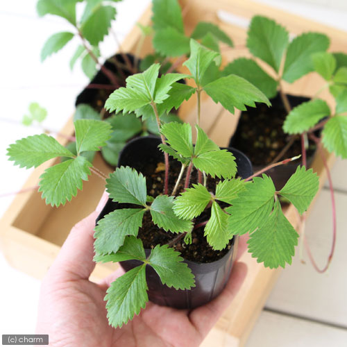 （観葉植物）ハーブ苗　ワイルドストロベリー　3号（3ポット）　家庭菜園