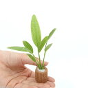 （水草）オトシンクルス用　ライフマルチ（茶）おまかせエキノドルス（水上葉）（無農薬）（約15cm）（1個）