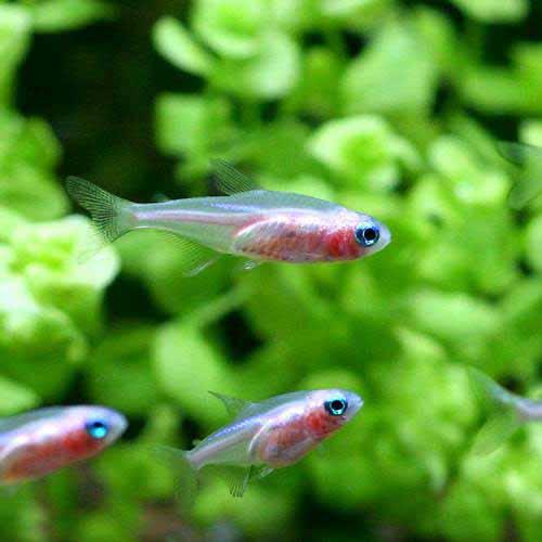 （熱帯魚）ニューゴールデン・ネオン（20匹）　北海道・九州航空便要保温