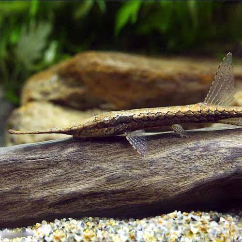 （熱帯魚）ロングノーズ・ファロウェラ（1匹）　北海道・九州航空便要保温