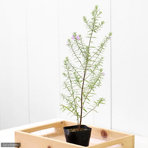 （観葉植物）ハーブ苗　ウェストリンギア　ピンク　3号（1ポット）　家庭菜園　オ...