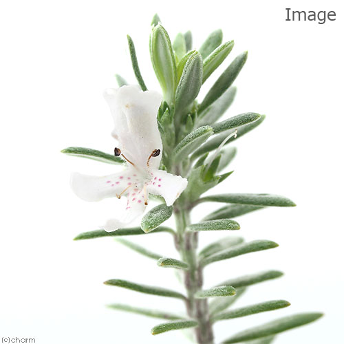 （観葉植物）ハーブ苗　ウェストリンギア　ホワイト　3号（1ポット）　家庭菜園　...