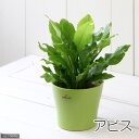 (観葉植物)シダ アスプレニウム アビス 4号(1鉢)