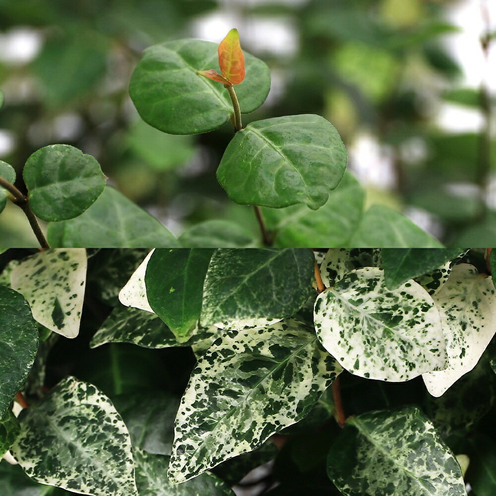 �ʴ��տ�ʪ�˥ϥĥ業������ʽ����ˡ��ߤ�ȭ�����ס�6��7���1ȭ��