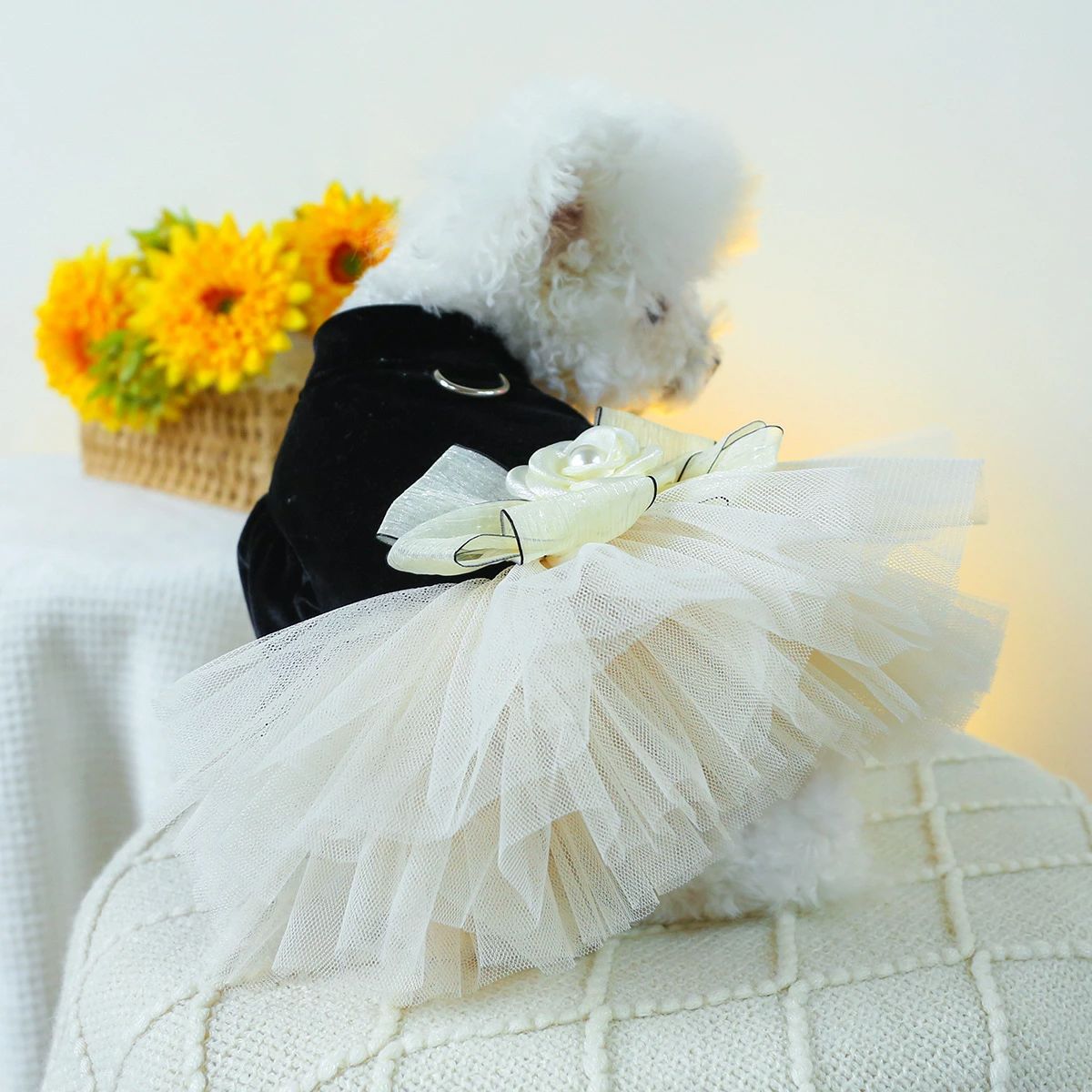 ハロウィン かぼちゃ ペット用品 ペットウェア ペット服 オレンジ リボン 犬 猫 飾り サロン トリマー オススメ パンプキン 帽子 ケープ フリース あったかい 柔らかい 人気 ダックス プードル かわいい 犬の服 秋 冬 プレゼント インスタ パーティ チョーカー SSサイズ 業務用 可愛い コスプレ ウィッグ付き マント ロリータ 貴族 小型犬 ワンピース 洋服 短納期 魔法使い パーティー 女の子 男の子 変身 スパイダー ドッグウェア 夏 送料無料 涼しい 王様 王子様 S M L XL 3点セット カッコイイ おもしろい 仮装 衣装 犬猫 中型犬 大型犬 魔女 変身 おもしろグッズ クリスマス イベント 写真撮影 つなぎ コウモリ パーカー アウター コート XS〜XLサイズ ドッグ服 猫服 変身 耳付き 着ぐるみ 撮影 チュールワンピ お化け 猫用 超絶キュン 首輪 ネクタイ バンダナ ガーランド 誕生日 しつけ首輪 痛くない 猫の首輪 着せ替え 襟かざり 首かざり かぶり物 サンタ デニム 服 デニムスカート 小型犬 中型犬 大型犬 Tシャツ フード付き パーカー 裏起毛 オールシーズン ギフト ハンガー 春 夏 秋 冬 定番 おしゃれ 可愛い 柴犬 お洋服 ペットグッズ かわいい お散歩 お出かけ 室内 防風 保温 お揃い 洗える 暖かい ペットベッド ペットソファ クッション マット 滑り止め もこもこ ふかふか 通気性抜群 寝心地いい 破れにくい 四季通用 軽量 脱着簡単 丈夫 安全