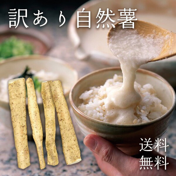 訳あり 自然薯 じねんじょ 送料無料 山芋 ギフト プレゼント 香典返し お礼 贈答 父 ワケあり  ...