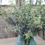 【メール便340円★】造花 フェイクグリーン【ローズマリー/4本一束 長さ36cm】アートフラワー