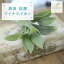 CT触媒 セージショート ハーブ 造花 アートフラワー インテリアグリーン観葉植物 フェイクグリーン消臭 抗菌 CT触媒 葉5〜9cm×長さ33cm