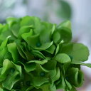 造花 アジサイ ライム 造花 インテリア アンティーク風雑貨 造花 パーツ フェイクグリーン 花房12×長さ23cm